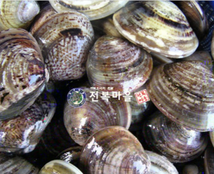 백합조개(생합)[대] (25-35개)    생합 생합조개탕 조개구이 조개해물탕 