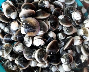 모시조개 500g(15-20개)  해물요리 모시조개국,보시조개탕,모시조개된찌개,모시조개효능,모시조개요리