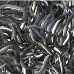 양식산민물장어(자포니카장어) 2kg  장어보양식 장어중탕 장어즙 민물장어요리