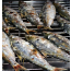 자연산전어(구이용) 1kg(12-15마리)     가을전어 전어회 전어철 생선회 전어구이 전어축제