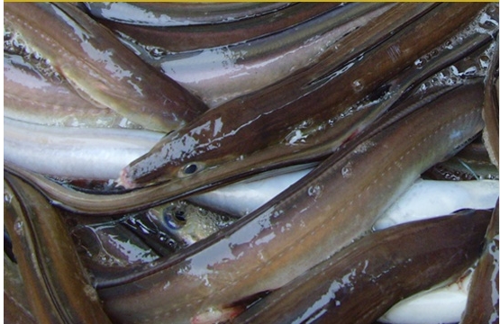 자연산바다장어[대](장어탕용) 1kg   붕장어탕 장어매운탕 바다장어구이 장어찜 바다장어효능 바다장어의효능