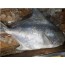 덕자병어(덕대병어)(1.5kg이내) x 1마리  (예약주문상품) 병어찜 병어회 생선회 생선찜