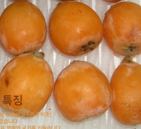 비파열매(대)(과일용) 2kg (50-60과) [예약주문상품] [6월중순이후배송]
