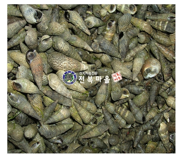 국산 바다다슬기(갯고동) 2kg   갯고둥 산고동 살아있는 고동 바다고동,다슬기,삐뚜리,삐투리,바다올갱이(예약주문상품)
