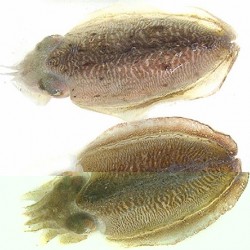 생물 갑오징어(횟감용)(500~600g) *1마리    목포갑오징어  갑오징어회 갑오징어숙회 