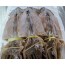 말린오징어(건오징어)(마른오징어) 20마리  말린오징어 건오징어 안주오징어 오징어안주 오징어피데기 오징어피대기
