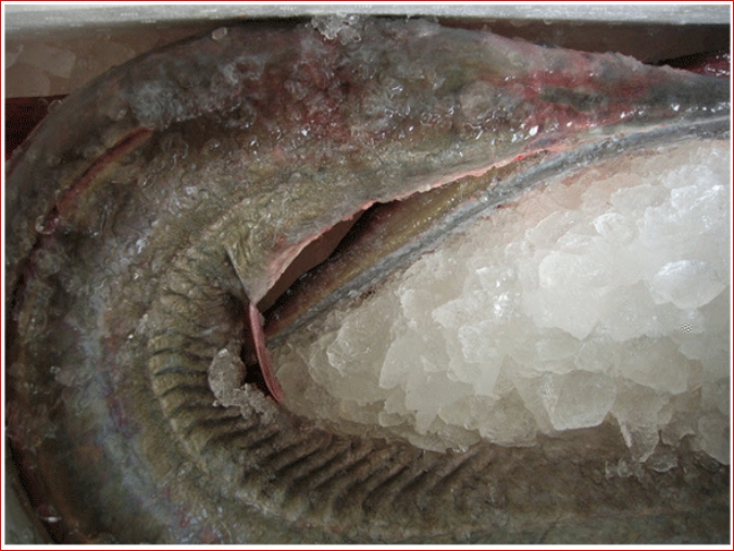 대형갯장어(하모)5kg  바다장어 스테미너식품 보양식품 장어탕 장어즙