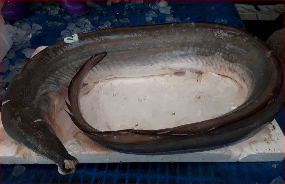 대형갯장어(하모)5kg  바다장어 스테미너식품 보양식품 장어탕 장어즙
