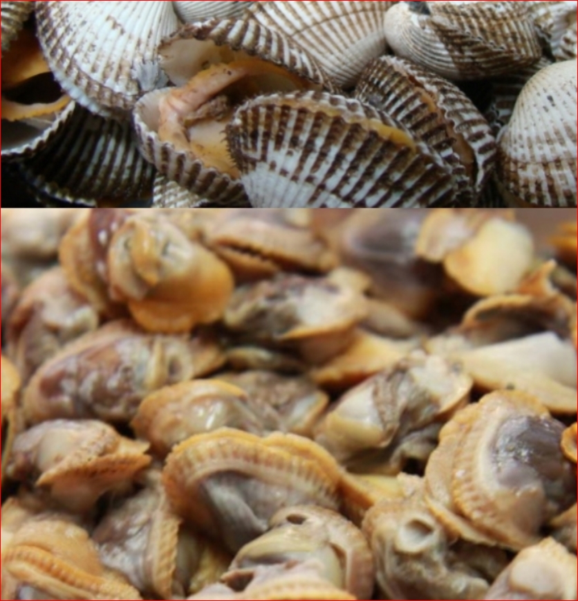 벌교참꼬막(대) 500g  벌교꼬막 꼬막조개 갯뻘꼬막 꼬막회 꼬막찜 꼬막무침 해물요리 꼬막요리