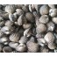 벌교참꼬막(대) 500g  벌교꼬막 꼬막조개 갯뻘꼬막 꼬막회 꼬막찜 꼬막무침 해물요리 꼬막요리