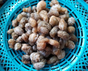 오만둥이 미더덕 1kg   해물탕 해물찜 오만둥이찜 오만둥이요리