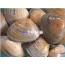 개조개(대합조개) 1kg [인기][조개구이][해물요리]