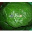 삶은 호박잎 (80장내외)  (하절기계절상품) 생호박잎,호박잎나물,호박잎쌈,호박잎된장국,강된장호박잎쌈,쌈밥