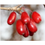 산수유열매(생과) 3kg    산수유효소용 산수유술용 (11월중일괄배송)