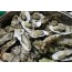생굴하프셀(반각굴) (80-100개)1박스  석화 석굴  굴구이 굴찜 굴요리