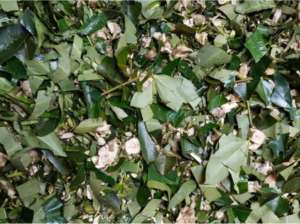 황칠나무(생잎+생줄기) 2kg  생황칠나무 황질즙 황칠차 황칠백숙 해풍황칠 황칠효능 황칠의효능