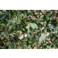 황칠나무(생잎+생줄기) 2kg  생황칠나무 황질즙 황칠차 황칠백숙 해풍황칠 황칠효능 황칠의효능