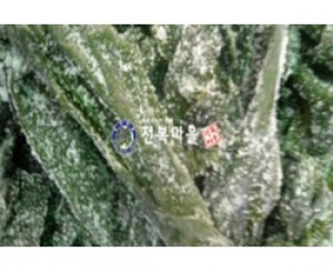 염장다시마(쌈다시마) 10kg*1박스[★업소용][해초요리][해초쌈]