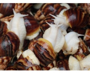 식용달팽이(생달팽이)5kg   아프리카왕달팽이 생달팽이 에스까르고 에스카르고 살아있는달팽이 달팽이사육 달팽이효능 달팽이의효능