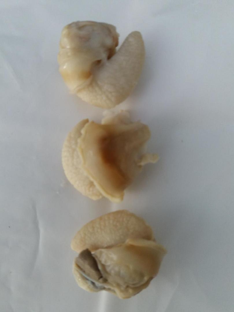 달팽이살(냉동) 1kg     냉동달팽이 식용달팽이 자숙달팽이 달팽이살 에스까르고 에스카르고 달팽이요리 달팽이효능 달팽이의효능