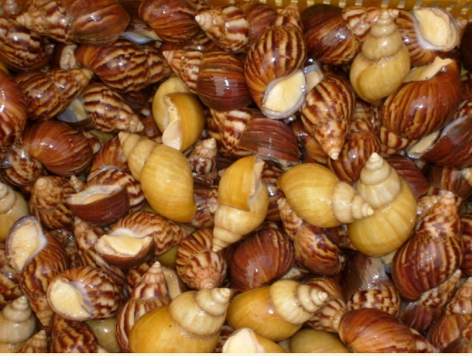 자숙달팽이(냉동)5kg  아프리카왕달팽이 생달팽이 에스까르고 에스카르고 살아있는달팽이 달팽이사육 달팽이효능 달팽이의효능