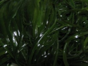염장다시마채(채다시마) 3kg  밥다시마 해초비빔밥 해초무침 해초샐러드 해초셀러드 해초요리 다시마볶음