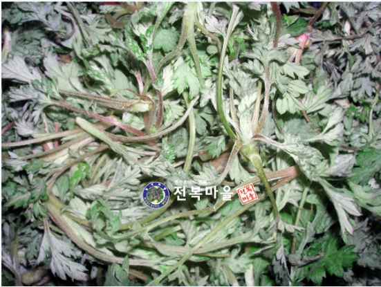 봄쑥(참쑥)2kg  생쑥,봄쑥,해풍쑥,노지쑥,섬쑥,쑥버무리 쑥국 [예약/별도주문상품]