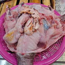 생아구(생아귀) 15kg (5-6마리내외) 아구찜 아구탕 아귀요리 (조업당일발송상품)