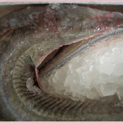 대형갯장어(하모)10kg (예약주문상품)  바다장어 스테미너식품 보양식품 장어탕 장어즙