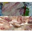 자연산강성돔회(감성돔)(감섬돔) 2kg (회무게:800g내외) 자연산회,강성돔,감성돔,감섬돔,[예약주문상품]