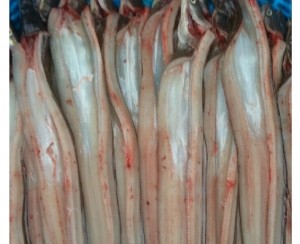 바다장어[중](장어탕용) 500g  붕장어탕 장어매운탕 바다장어구이 장어찜 바다장어효능 바다장어의효능