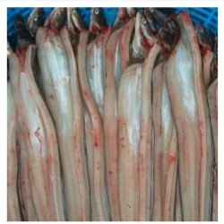 바다장어(장어탕용) 1kg(2-3마리)   붕장어탕 장어매운탕 바다장어구이 장어찜 바다장어효능 바다장어의효능