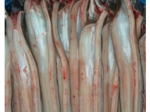 바다장어(장어탕용) 1kg(2-3마리)  붕장어탕 장어매운탕 바다장어구이 장어찜 바다장어효능 바다장어의효능