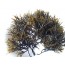 까막사리(흑색해초)(검정색해초) 1kg *1봉 [★해초비빔밥][해초무침][해초셀러드][해초쌈][해초초회][해초묵]