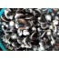 모시조개 1kg(30-40개)  해물요리 모시조개국,보시조개탕,모시조개된찌개,모시조개효능,모시조개요리