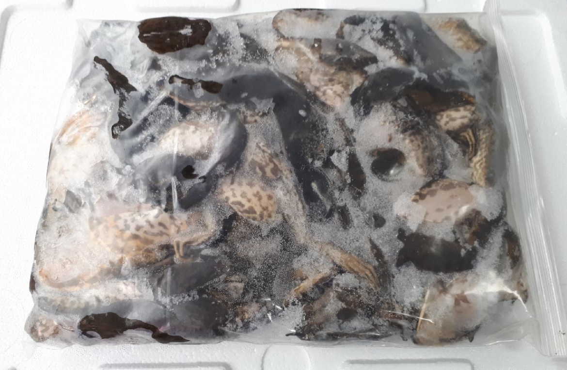 황소개구리(냉동) 4kg*1박스  개구리,황소개구리,식용개구리,[한정판매][보양식]
