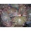 냉동꽃게(냉동숫꽃게/대) 10kg  (41-49마리내외) (★업소용) 해물탕 꽃게무침용