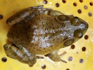 황소개구리(냉동) 1kg(2~8마리내외)  개구리,황소개구리,식용개구리,개구리보양식,개구리중탕,개구리보약,개구리효능