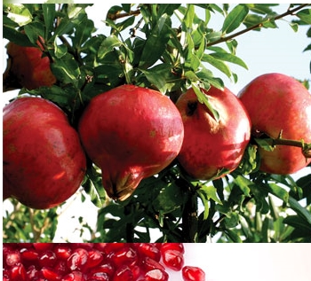 석류즙(120ml)× 30포  석류 석류나무 석류즙 석류원액 석류농장 석류즙효능 석류즙의효능