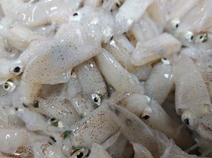 호래기(꼴뚜기) 500g (조업당일발송상품) 생물호래기 생꼴뚜기 생물꼴뚜기 서해안호래기호래기철 호래기볶음 호래기회