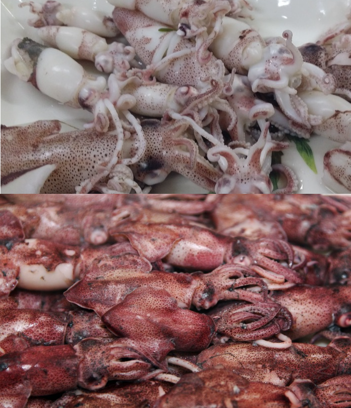 호래기(꼴뚜기) 1kg  (조업당일발송상품) 생물호래기 생꼴뚜기 생물꼴뚜기 서해안호래기호래기철 호래기볶음 호래기회