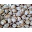동죽조개 1.5kg 생조개 살아있는조개 조개된장국 조갯국 조개해물요리