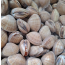 명주조개 1.5kg 생조개 살아있는조개 조개된장국 조갯국 조개파전 조개해물파전 조개해물요리