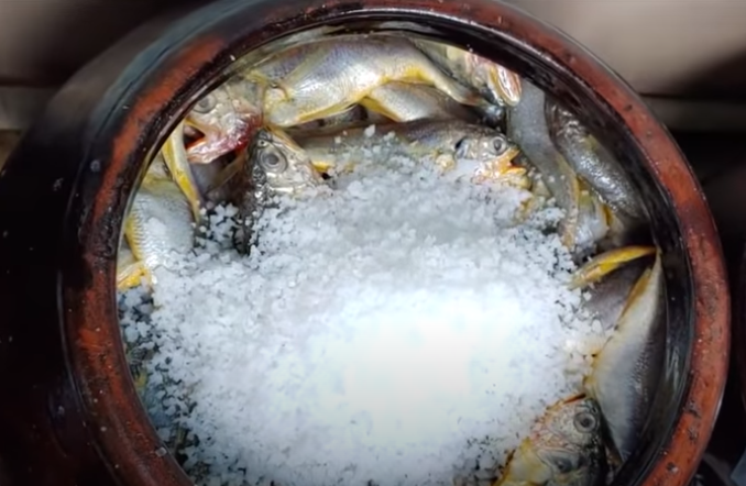 참조기(생조기) 2kg (28-35마리)  생조기,생물조기,조기매운탕 조기튀김 조기구이 젓갈용참조기 목포조기