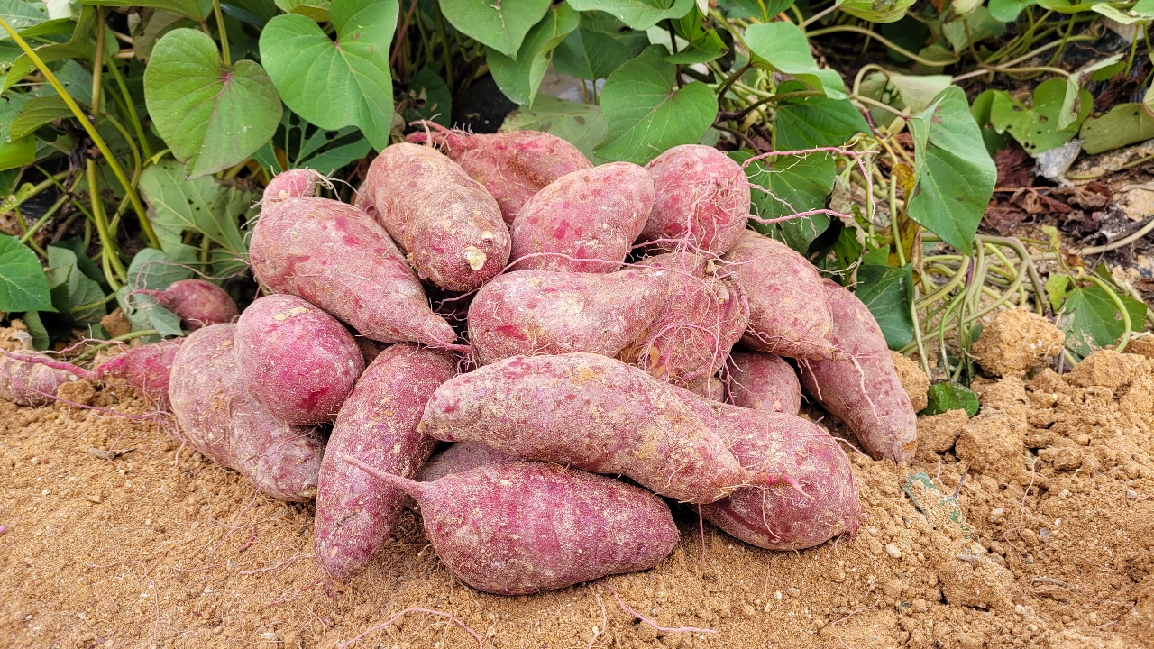 한입꿀고구마(한입고구마)[간식용] 3kg 해남고구마 해남꿀고구마 밤고구마 베니하루카고구마 한입고구마