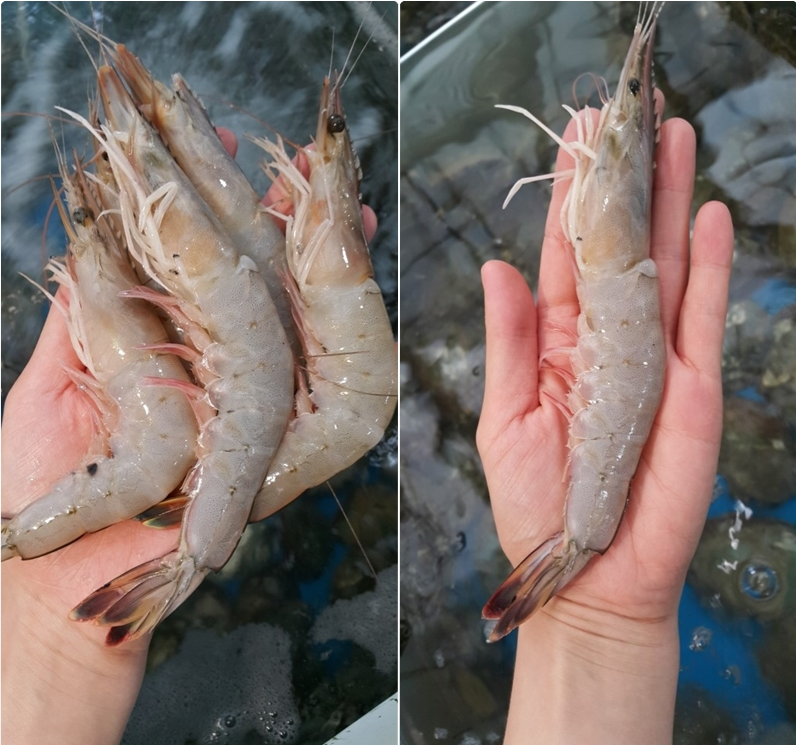 자연산 대하 1kg (30마리내외)  자연산대하 대하구이 대하찜 새우찜 새우구이 새우요리 대하요리(선물용)